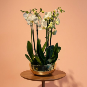 3 ochideeen in een goude platinum pot