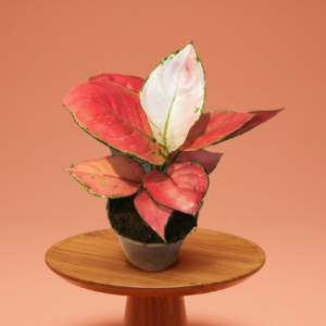 Aglaonema Commutatum Pink Star