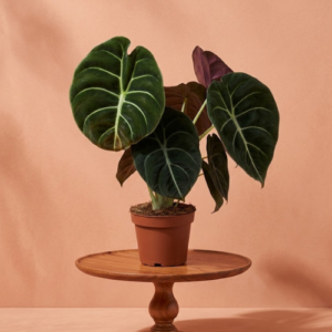 Alocasia red secret