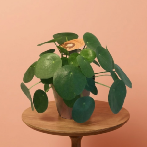 Pilea Peperomioides/ pannekoekenplant