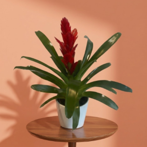 Bromelia
