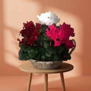 Cyclamen -mix in Mand