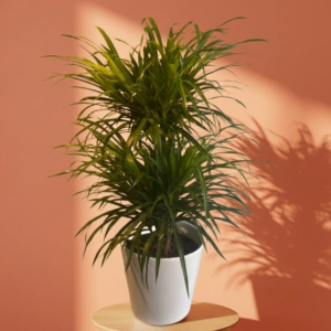 Dracena Reflexa 70/80cm