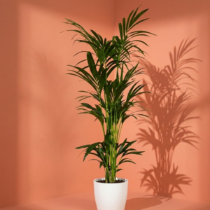 Kenthia Palm in pot 125cm